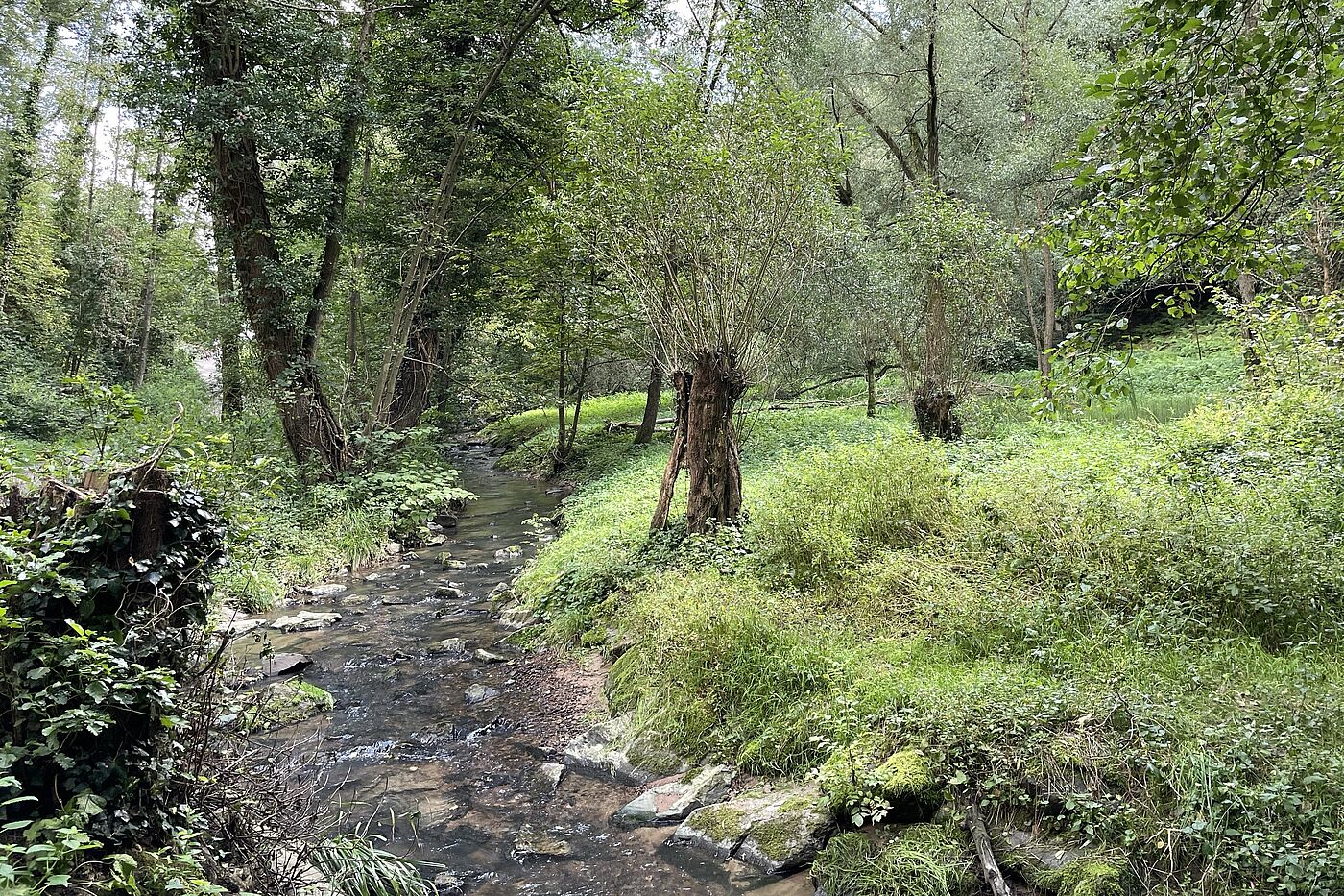 schöner Bachlauf ein kleiner Bach